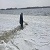 В Каменском из замёрзшей реки спасали лебедя