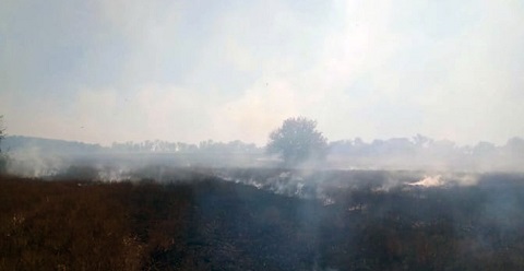В Каменском районе огнём уничтожено около 5 га экосистемы Днепродзержинск