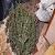 В Каменском выявили незаконный посев конопли у местного жителя