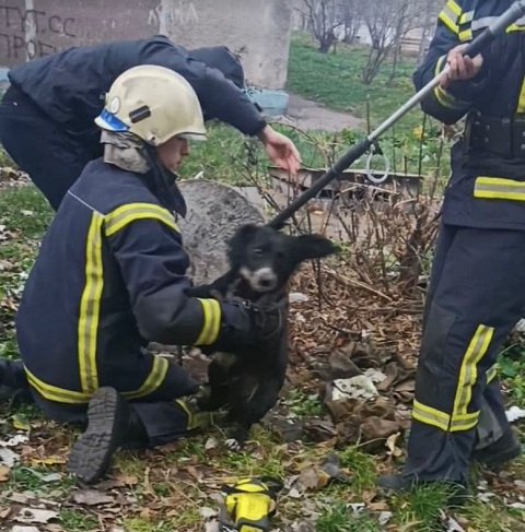 В Каменском спасали собаку Днепродзержинск