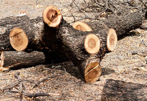 О незаконной вырубке леса под Каменским жители сообщили в полицию Днепродзержинск