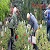 В Каменском провели ярмарку-продажу садовых растений