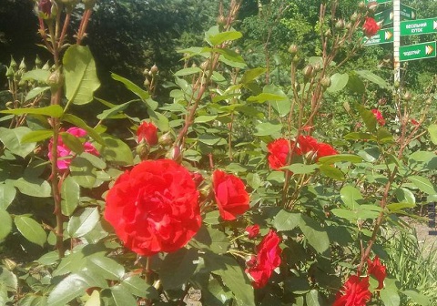Каменской розарий радует горожан разноцветием Днепродзержинск