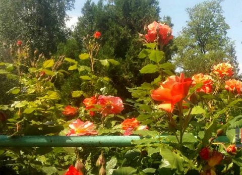 Каменской розарий радует горожан разноцветием Днепродзержинск