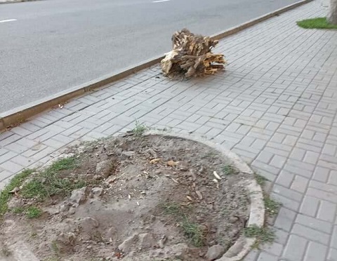 В Каменском удаляют аварийные деревья Днепродзержинск